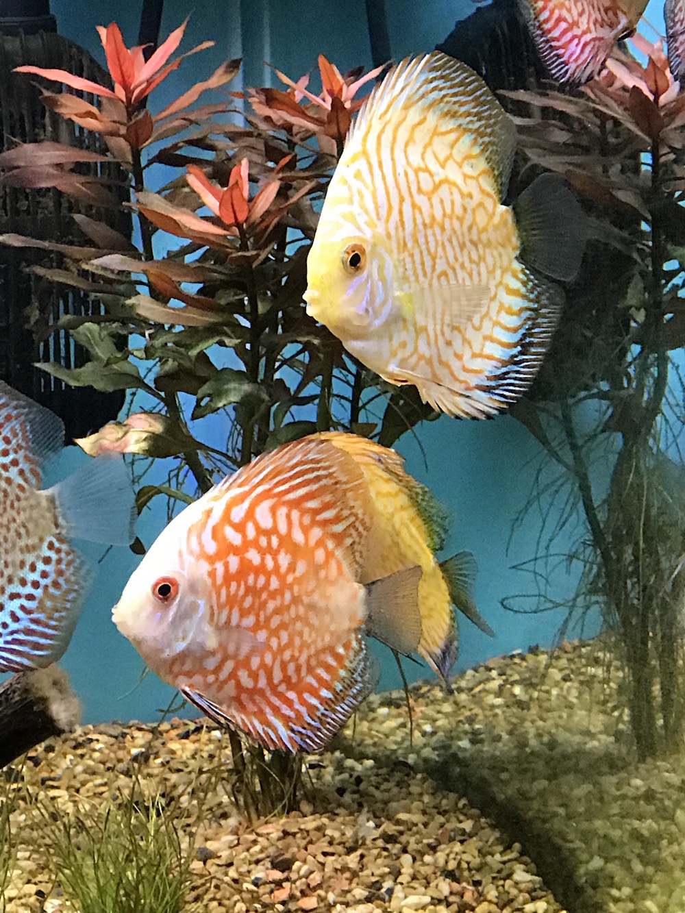 Golden Checkerboard Pigeon Discus Discus