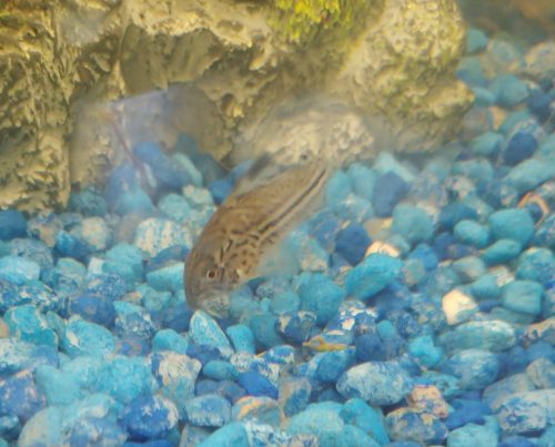 Trilineatus Cory (Corydoras Trilineatus) photo review