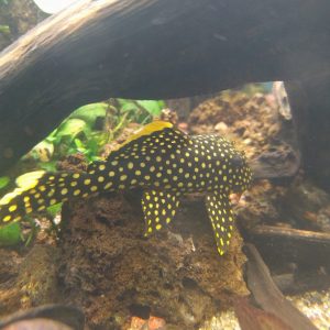 Plecostomus & Algae Eaters