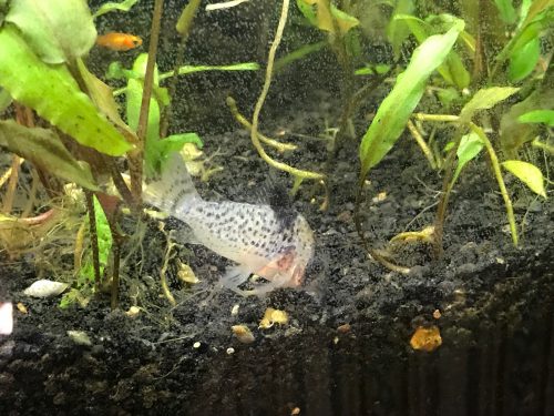 Large Sterbai Cory Corydoras photo review