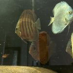 Crimson Star Alenquer Discus photo review