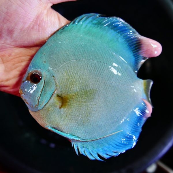 Blue Diamond Discus With Deep Blue Gene | Discus.com