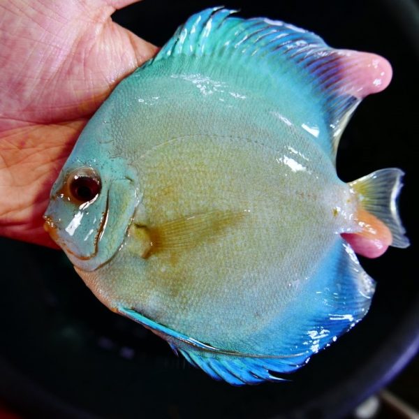 Blue Diamond Discus With Deep Blue Gene