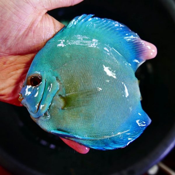 Blue Diamond Discus With Deep Blue Gene | Discus.com