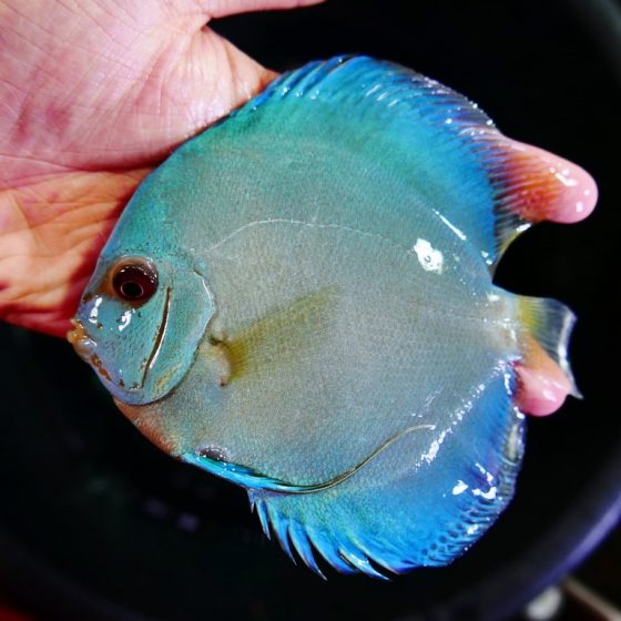 Blue Diamond Discus With Deep Blue Gene | Discus.com