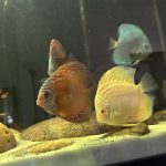 Crimson Star Alenquer Discus photo review