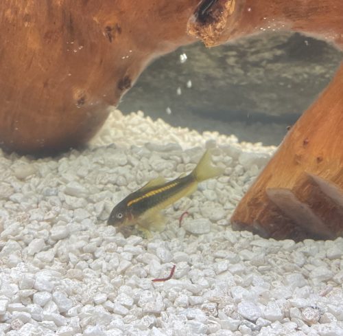 Orange Laser Cory Corydoras photo review