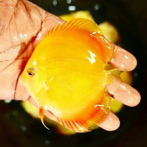 Yellow Discus Fish