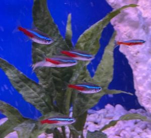 Jumbo Neon Tetra photo review