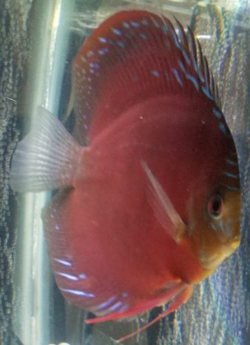 Crimson Star Alenquer Discus photo review