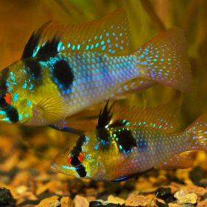 Ram Cichlids