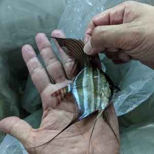 wild caught altum amazon angel fish