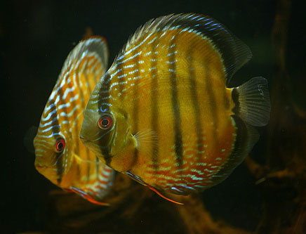 The 4 Varieties of Wild Discus | Discus.com