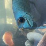 Cobalt Discus With Deep Blue Gene photo review