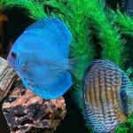 Cobalt Discus With Deep Blue Gene photo review