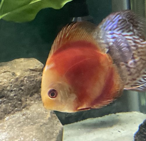 Fuji Red Discus photo review