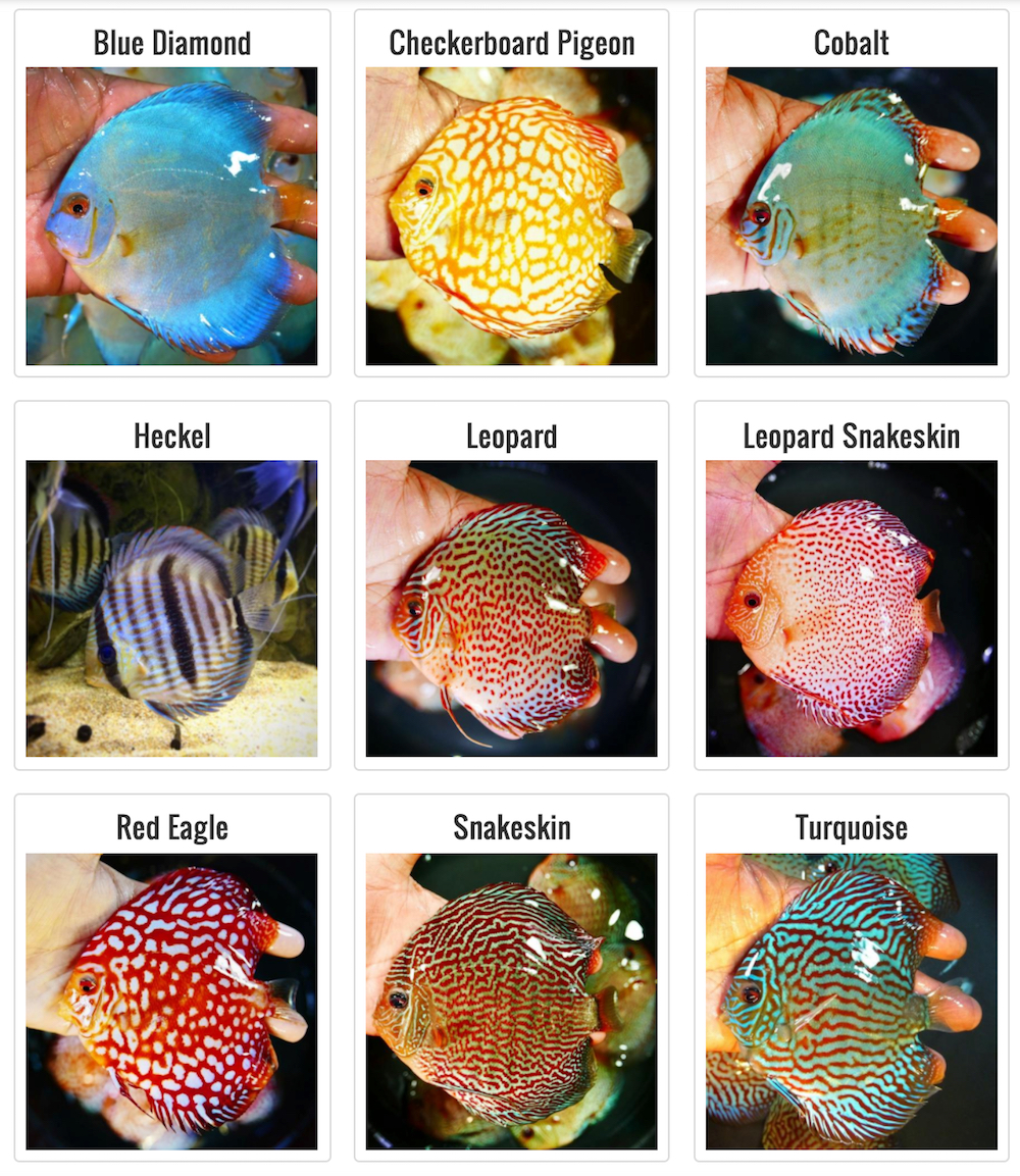 Most popular discus fish hotsell