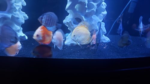 Neon Sapphire Discus photo review