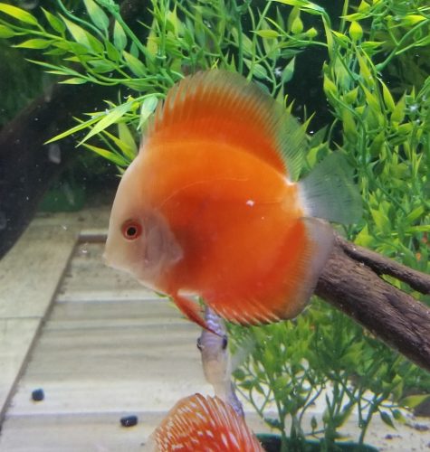 Fuji Red Discus photo review