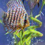 Blue Tiger Turquoise Discus photo review