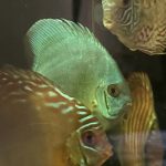 Neon Sapphire Discus photo review