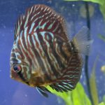 Blue Tiger Turquoise Discus photo review