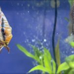 Blue Tiger Turquoise Discus photo review