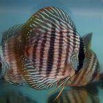 wild discus fish for sale