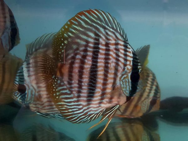 wild discus fish for sale