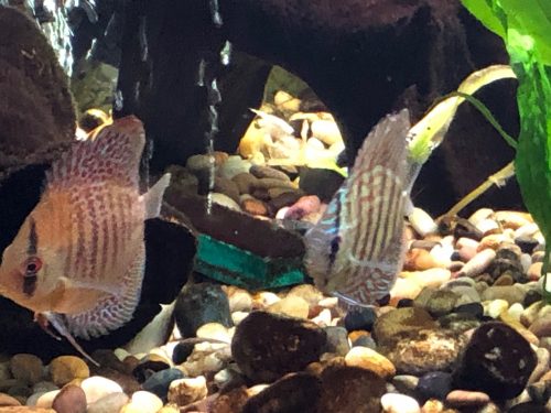 Assorted Premium Discus 10-Pack photo review