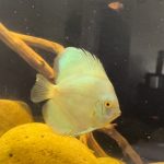 Neon Sapphire Discus photo review