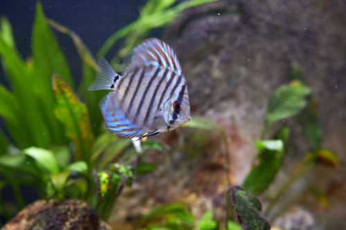 Blue Tiger Turquoise Discus photo review