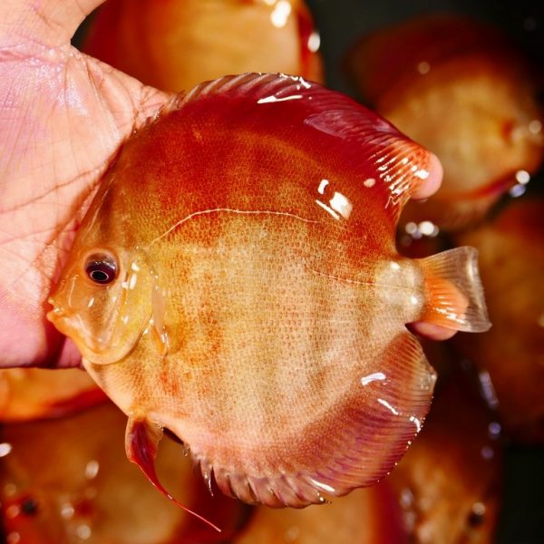 wild discus fish for sale