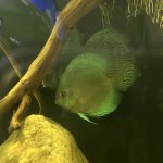 Neon Sapphire Discus photo review