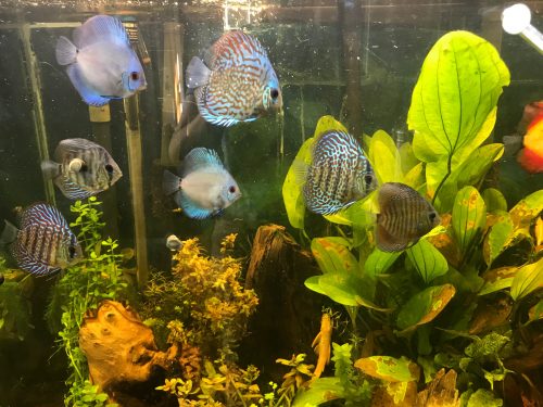 Assorted Premium Discus 10-Pack photo review