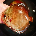 wild discus fish for sale