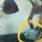 Cobalt Discus With Deep Blue Gene photo review