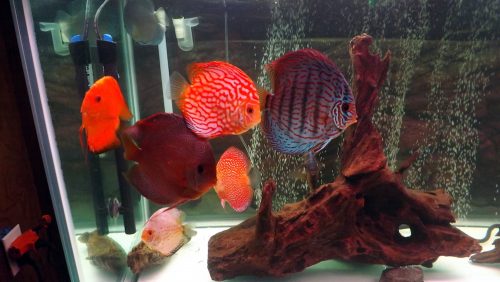 Altum Flora Discus, Green Base photo review