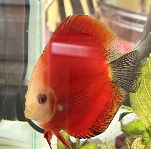 Fuji Red Discus photo review