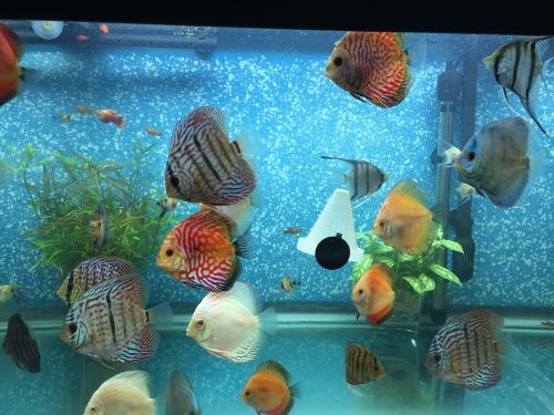 Cobalt Discus With Deep Blue Gene photo review