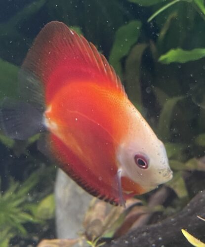 Fuji Red Discus photo review