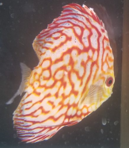 Red Eagle Discus, Wide Pattern photo review