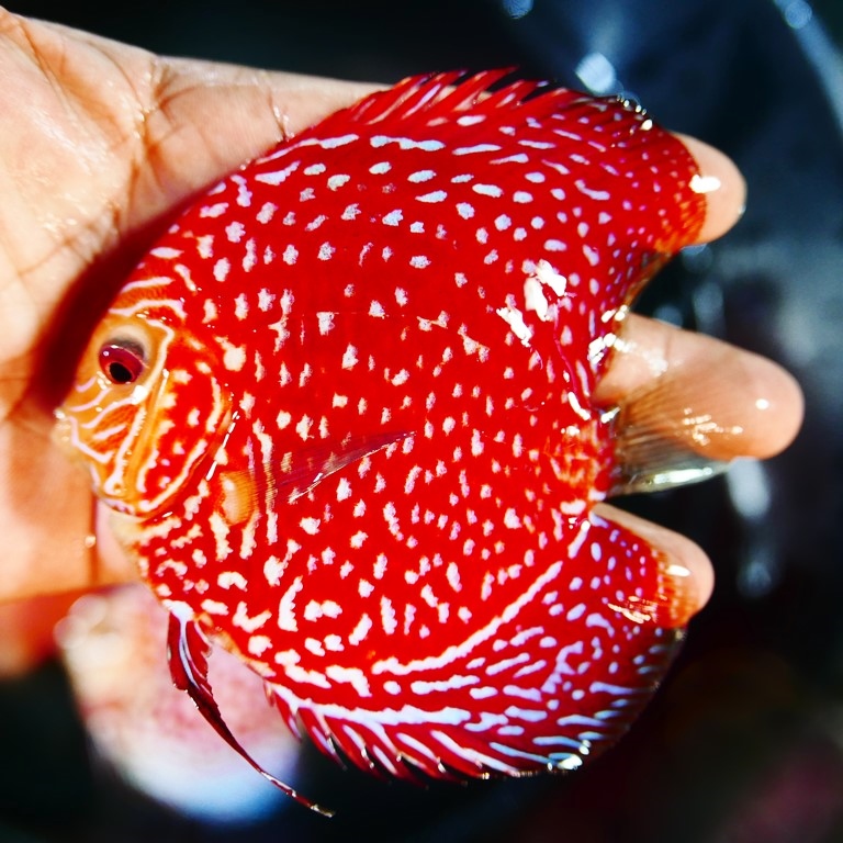 Rafflesia Discus