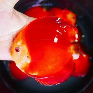 Red Discus Fish