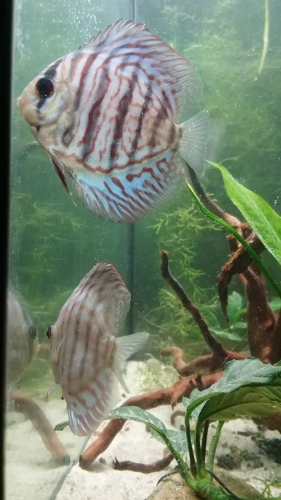 Blue Tiger Turquoise Discus photo review