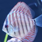 Blue Tiger Carnation Turquoise Discus photo review