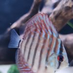 Blue Tiger Carnation Turquoise Discus photo review