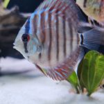 Blue Tiger Carnation Turquoise Discus photo review