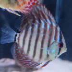 Blue Tiger Carnation Turquoise Discus photo review