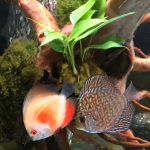 Assorted Premium Discus 10-Pack photo review